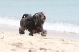 PETIT CHIEN LION 123